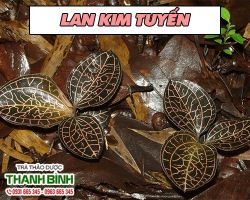 Mua bán lan kim tuyến tại huyện Quốc Oai có tác dụng giải tỏa stress