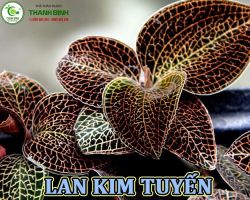 Mua bán lan kim tuyến tại Lai Châu giúp giải trừ căng thẳng và an thần hiệu quả