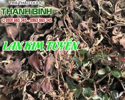 Mua bán lan kim tuyến tại quận 5 giúp bồi dưỡng sức khỏe