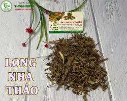 Mua bán long nha thảo tại Cao Bằng có công dụng điều trị chảy máu cam rất tốt