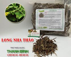 Mua bán long nha thảo tại quận Hà Đông có tác dụng kháng khuẩn rất tốt