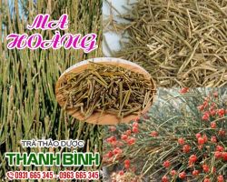 Mua bán ma hoàng ở đâu uy tín chất lượng tại TPHCM?