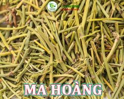 Mua bán ma hoàng tại Bình Thuận hỗ trợ kháng lại các virus gây nên bệnh cảm cúm