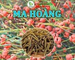 Mua bán ma hoàng tại huyện Mỹ Đức giúp làm giãn các cơ trơn phế quản