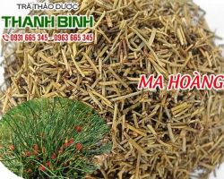 Mua bán ma hoàng tại quận 9 có tác dụng gây co thắt bàng quang và ứ đọng nước tiểu