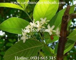 Mua bán mộc hoa trắng tại Ninh Thuận ngăn ngừa viêm đại tràng tốt nhất