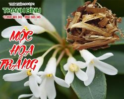 Mua bán mộc hoa trắng tại quận 6 hỗ trợ điều trị thiếu máu