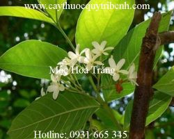 Mua bán mộc hoa trắng tại quận Phú Nhuận giúp điều trị kiết lỵ tốt nhất