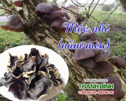 Mua bán mộc nhĩ tại huyện Ứng Hòa giúp máu lưu thông tốt hơn