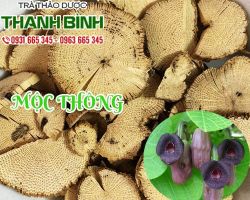 Mua bán mộc thông tại quận 12 giảm căng thẳng mệt mỏi