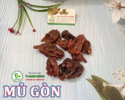 Mua bán mủ gòn tại Gia Lai hỗ trợ điều hòa huyết áp và ngăn ngừa các bệnh về tim