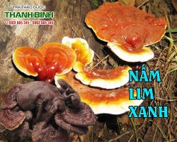 Mua bán nấm lim xanh tại quận 3 có tác dụng tái tạo làn da