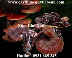 Mua bán nấm lim xanh tại quận 9 giúp điều trị bệnh gout hiệu quả nhất