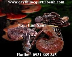 Mua bán nấm lim xanh uy tín tại Hà Nội chữa bệnh tiểu đường tốt nhất