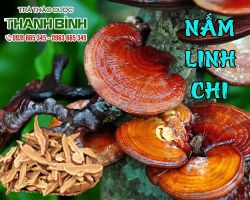 Mua bán nấm linh chi tại quận Long Biên giảm cholesterol trong máu