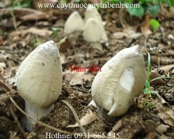 Mua bán nấm mối tại Hà Nam có tác dụng giúp bổ máu hiệu quả nhất