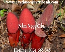 Mua bán nấm ngọc cẩu chất lượng tại Vĩnh Long trị mỏi lưng tốt nhất