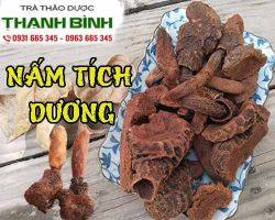 Mua bán nấm tích dương tại quận 7 hỗ trợ điều trị kém ăn
