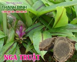 Mua bán nga truật tại quận Hai Bà Trưng điều trị ăn không tiêu