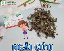 Mua bán ngải cứu tại An Giang có công dụng cải thiện hệ tiêu hóa tốt nhất