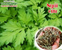 Mua bán ngải cứu tại huyện Thanh Oai điều trị đại tiểu tiện ra máu