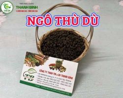 Mua bán ngô thù dù tại huyện Thanh Trì giúp hỗ trợ chức năng hệ tiêu hóa