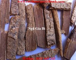 Mua bán ngũ gia bì tại Long An làm khỏe gân cốt tỳ dương tốt nhất