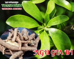 Mua bán ngũ gia bì tại quận 11 chống suy nhược cơ thể