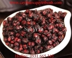 Mua bán ngũ vị tử tại Hải Phòng giúp điều trị giảm trí nhớ tốt nhất