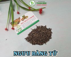 Mua bán ngưu bằng tử tại Dak Lak giúp điều trị giải cảm, hạ sốt hiệu quả