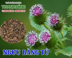Mua bán ngưu bàng tử tại quận Thanh Xuân giúp điều trị viêm tai hiệu quả