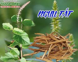 Mua bán ngưu tất ở quận Phú Nhuận giúp chữa trị tắc kinh tốt nhất