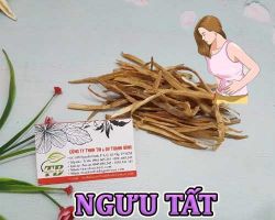 Mua bán ngưu tất tại An Giang có công dụng điều trị đau bụng kinh nguyệt