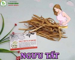 Mua bán ngưu tất tại Bắc Giang hỗ trợ điều trị đau bụng kinh nguyệt