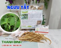 Mua bán ngưu tất tại quận Ba Đình có tác dụng bồi bổ gan