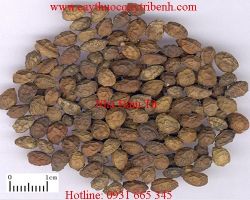 Mua bán nha đảm tử tại Ninh Thuận giúp điều trị sỏi túi mật hiệu quả