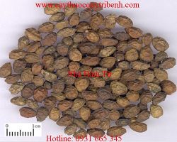 Mua bán nha đảm tử uy tín tại Tiền Giang hỗ trợ điều trị ung thư