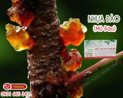 Mua bán nhựa đào (mủ đào) tại huyện Sóc Sơn giúp trị chứng bệnh tiêu hóa