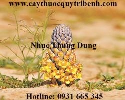 Mua bán nhục thung dung ở Lạng Sơn giúp ôn thận tráng dương tốt nhất