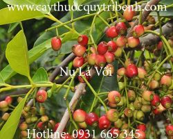 Mua bán nụ vối lá vối tại Hà Nội chữa đầy bụng đi ngoài rất hiệu quả
