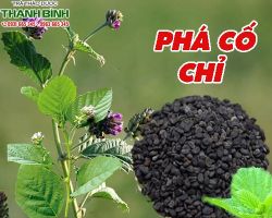 Mua bán phá cố chí tại quận 7 hỗ trợ điều trị tiêu chảy, tiêu lỏng