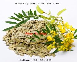Mua bán phan tả diệp tại Nghệ An có tác dụng điều trị sỏi túi mật