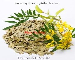 Mua bán phan tả diệp tại Thanh Hóa hỗ trợ chữa trị ung thư gan tốt nhất
