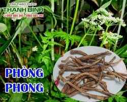 Mua bán phòng phong tại quận 7 có công dụng trị rắn độc cắn hiệu quả