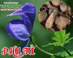 Mua bán phụ tử uy tín tại quận Bình Tân có tác dụng kháng viêm tốt nhất