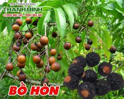 Mua bán quả bồ hòn tại quận 2 có tác dụng giúp chăm sóc da đầu tốt nhất
