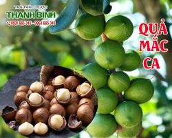 Mua bán quả mắc ca ở quận Tân Bình chữa trị chứng đau đầu hiệu quả