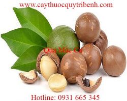 Mua bán quả mắc ca uy tín tại Hà Nội rất phù hợp với chế độ ăn kiêng