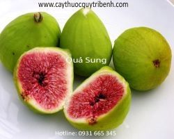 Mua bán quả sung tại huyện Cần Giờ có tác dụng điều trị viêm ruột