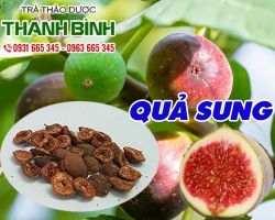 Mua bán quả sung tại quận 7 giúp tăng tiết sữa ở mẹ sau sinh